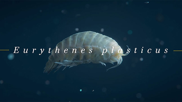 WWF Germany: Eurythenes plasticus